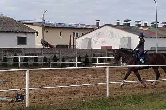 Szukam konia do dzierżawy, , 