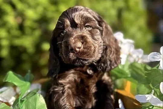 Jedyny taki! Śliczny czekoladowy piesek Cocker Spaniel Angielski z rodowode