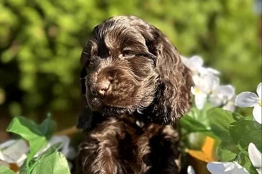 Jedyny taki! Śliczny czekoladowy piesek Cocker Spaniel Angielski z rodowode, Małopolskie, Kraków