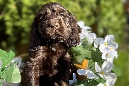 Jedyny taki! Śliczny czekoladowy piesek Cocker Spaniel Angielski z rodowode, Małopolskie, Kraków