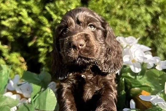 Jedyny taki! Śliczny czekoladowy piesek Cocker Spaniel Angielski z rodowode, Małopolskie, Kraków