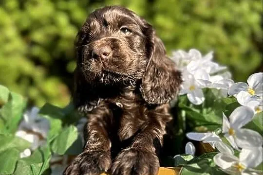 Jedyny taki! Śliczny czekoladowy piesek Cocker Spaniel Angielski z rodowode, Małopolskie, Kraków