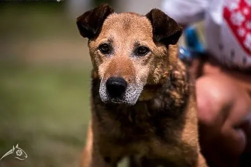 Wspaniały piesek Kartoszek do adopcji!,  mazowieck