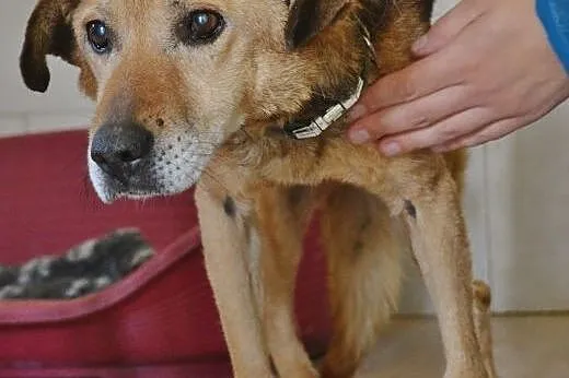 Wspaniały piesek Kartoszek do adopcji!,  mazowieck