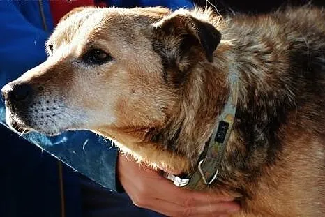 Wspaniały piesek Kartoszek do adopcji!,  mazowieck