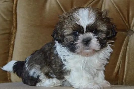 Shih tzu po małych rodzicach