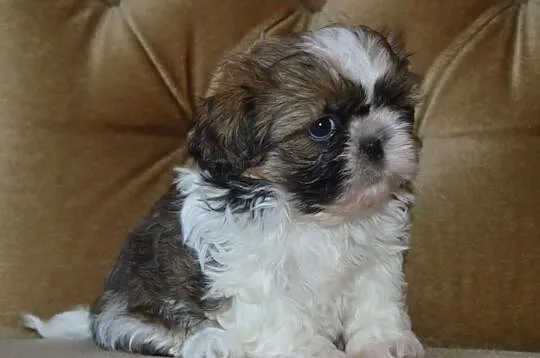 Shih tzu po małych rodzicach