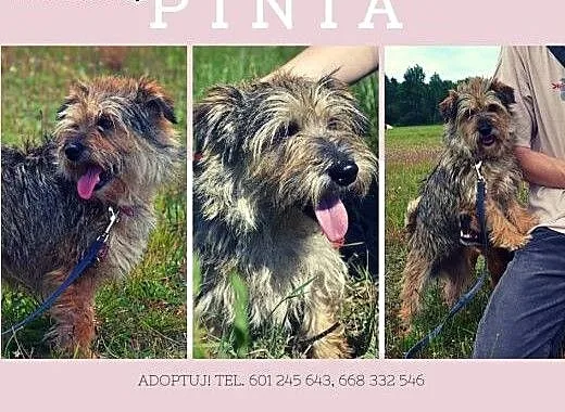Pinia błaga o dom, śląskie Dąbrowa Górnicza