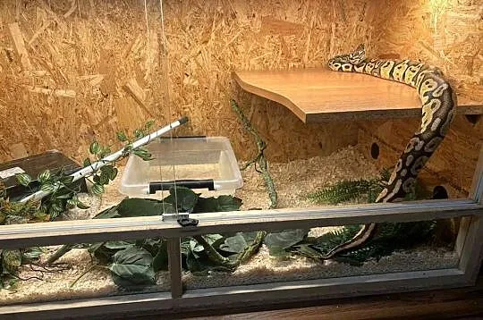 Pyton królewski z terrarium, Małopolskie, Nowy Sącz