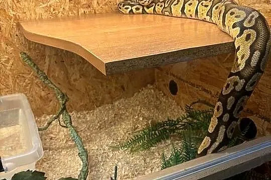 Pyton królewski z terrarium, Małopolskie, Nowy Sącz
