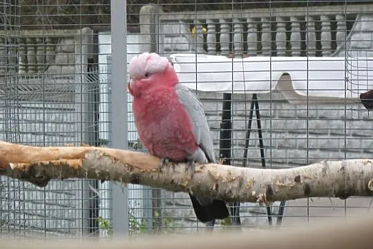 Kakadu Różowe, Oborniki