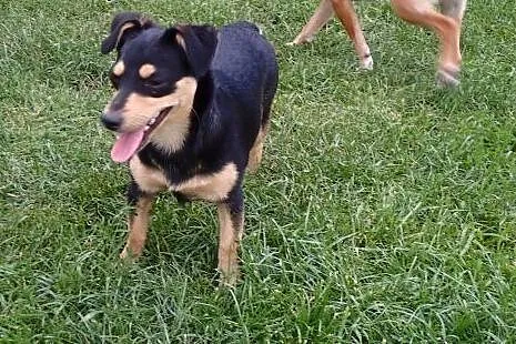 Lucynka do adopcji 6 miesięczna sunia FILM,  łódzk