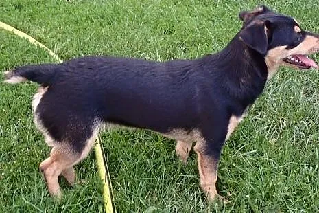 Lucynka do adopcji 6 miesięczna sunia FILM,  łódzk