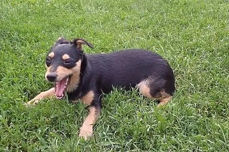 Lucynka do adopcji 6 miesięczna sunia FILM,  łódzk
