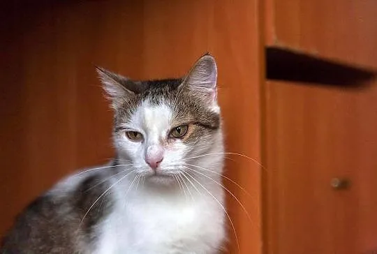 Gabi, spokojna, domowa koteczka z charakterkiem sz
