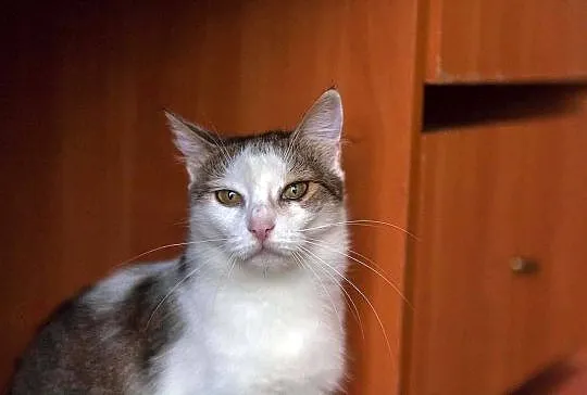 Gabi, spokojna, domowa koteczka z charakterkiem sz