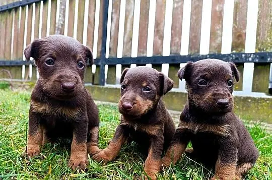 Terrier niemiecki czekoladowy szczenięta, Mazowieckie, Sokołów Podlaski