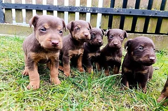 Terrier niemiecki czekoladowy szczenięta, Mazowieckie, Sokołów Podlaski