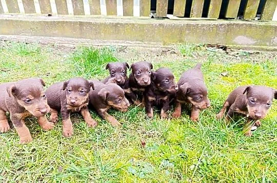 Terrier niemiecki czekoladowy szczenięta, Mazowieckie, Sokołów Podlaski