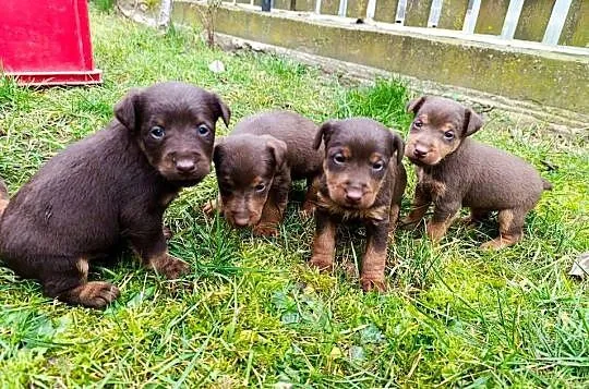 Terrier niemiecki czekoladowy szczenięta, Mazowieckie, Sokołów Podlaski