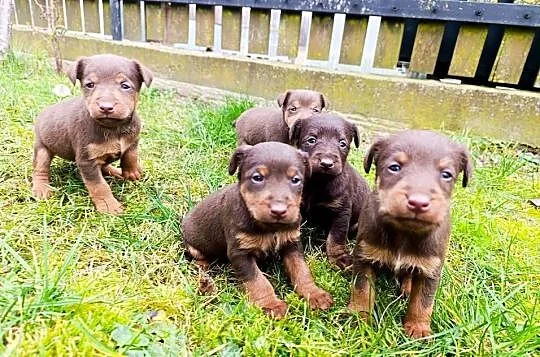 Terrier niemiecki czekoladowy szczenięta, Mazowieckie, Sokołów Podlaski