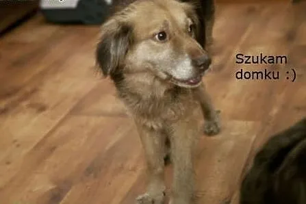 Cudowna Helenka szuka domku :),  kujawsko-pomorski