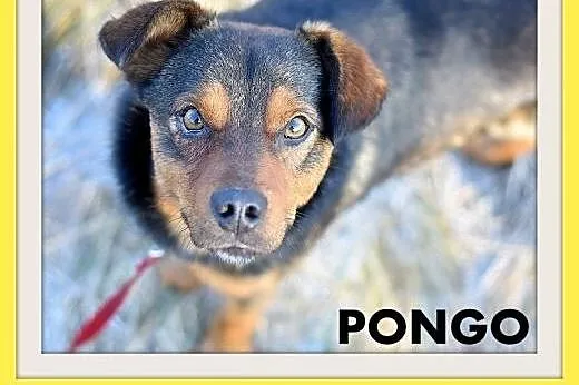PONGO,10kg,młody,rok,przyjazny,wesoły piesek.ADOPCJA,  małopolskie Kraków