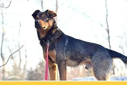 PONGO,10kg,młody,rok,przyjazny,wesoły piesek.ADOPC