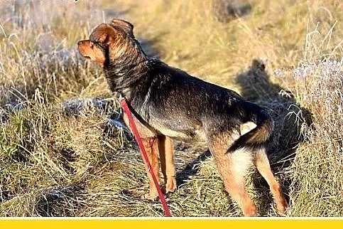 PONGO,10kg,młody,rok,przyjazny,wesoły piesek.ADOPC