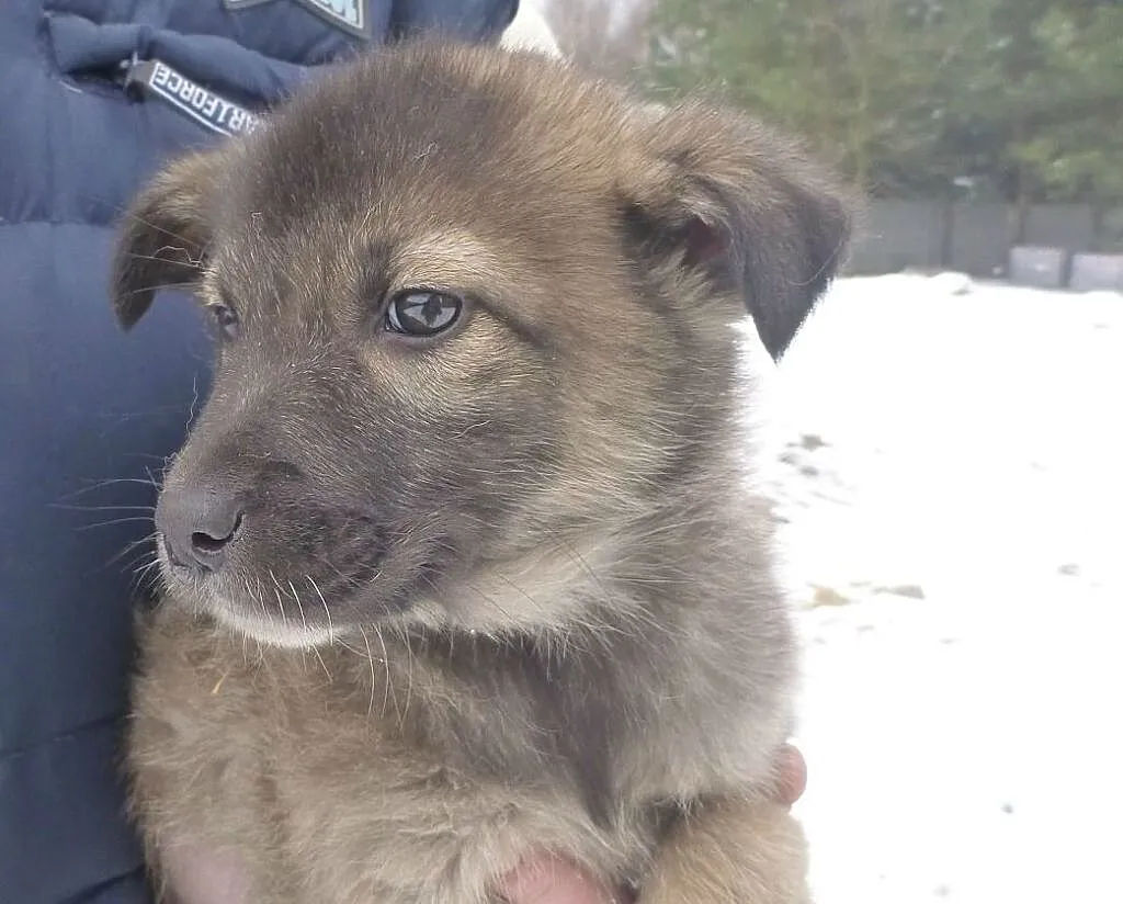 Tom, szczeniak do adopcji