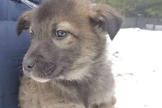 Tom, szczeniak do adopcji