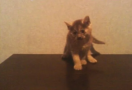 Kotki Poł Maine Coon, śląskie Będzin