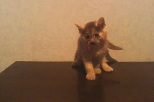 Kotki Poł Maine Coon,  śląskie Będzin