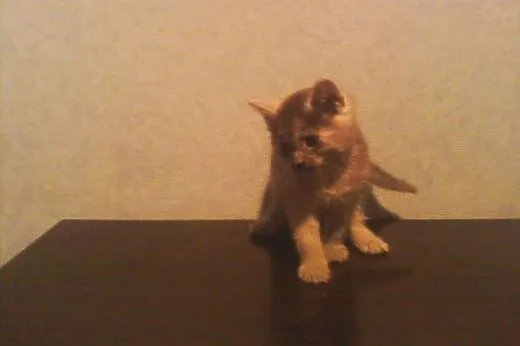 Kotki Poł Maine Coon,  śląskie Będzin