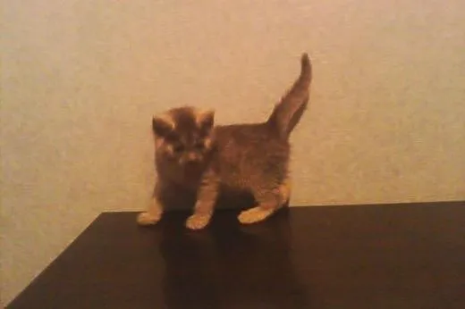 Kotki Poł Maine Coon,  śląskie Będzin
