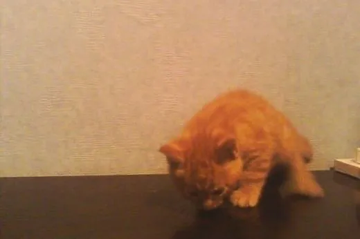 Kotki Poł Maine Coon,  śląskie Będzin