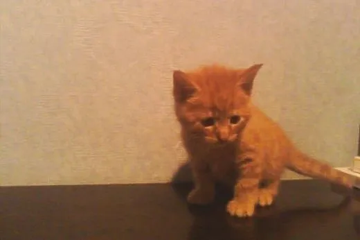 Kotki Poł Maine Coon,  śląskie Będzin