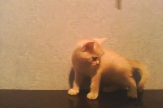Kotki Poł Maine Coon,  śląskie Będzin