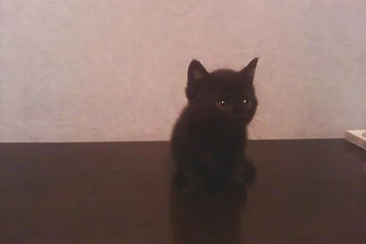Kotki Poł Maine Coon,  śląskie Będzin