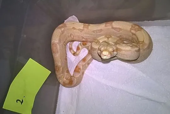 Boa constrictor albino sharp, Wodzisław Śląski