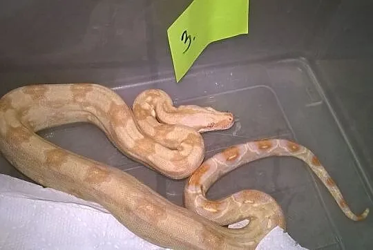 Boa constrictor albino sharp, Wodzisław Śląski