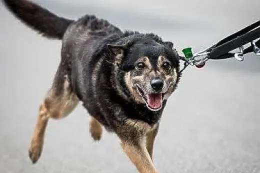 Śmiały Baster do adopcji.,  świętokrzyskie Kielce