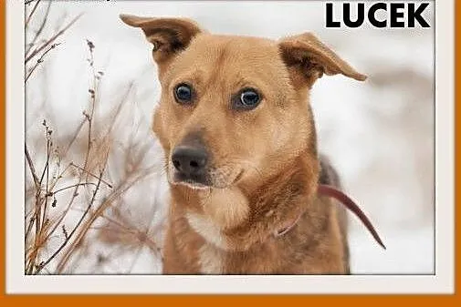 LUCEK,10kg,łagodny,spokojny piesek.ADOPCJA,  małopolskie Kraków