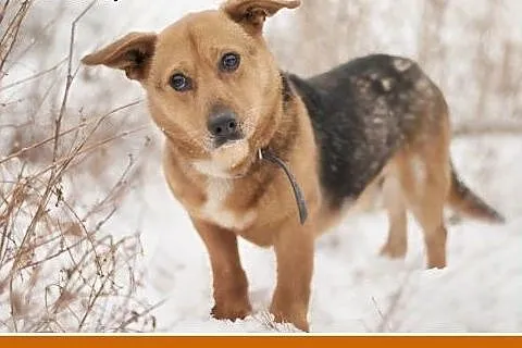 LUCEK,10kg,łagodny,spokojny piesek.ADOPCJA,  małop