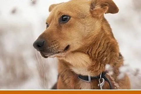 LUCEK,10kg,łagodny,spokojny piesek.ADOPCJA,  małop