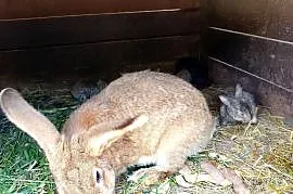 Szprzedam króliki samica z 4 młodymi