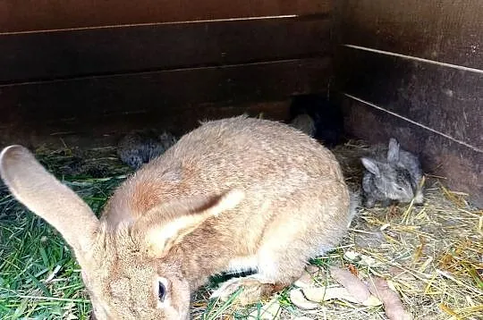 Szprzedam króliki samica z 4 młodymi