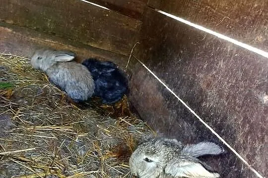 Szprzedam króliki samica z 4 młodymi, Świętokrzyskie, Mniów