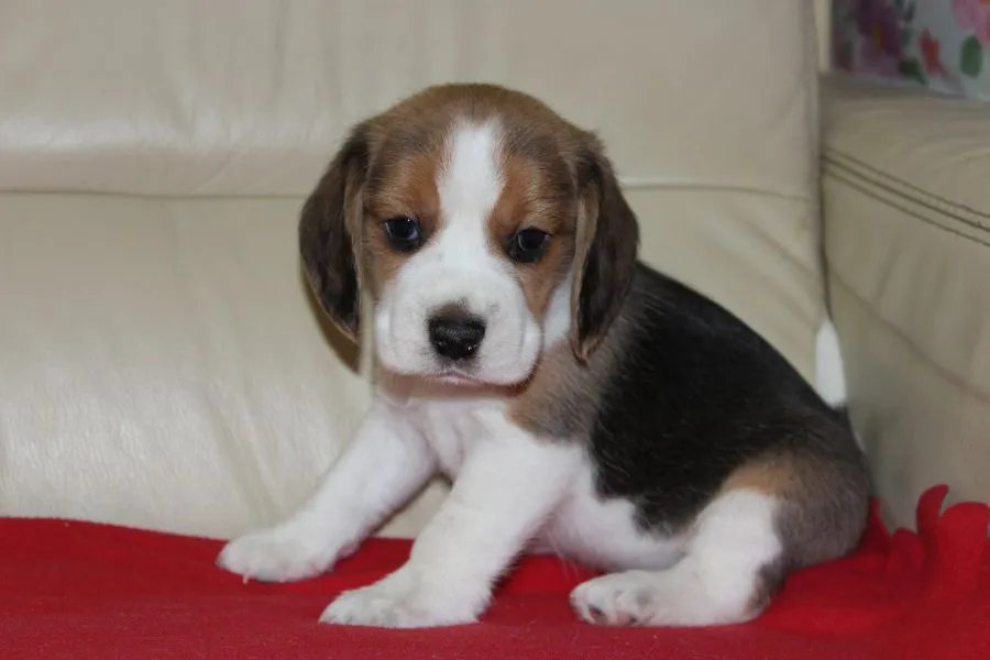 Beagle szczeniaczki ZKwP FCI po Championach, , Aleksandria Pierwsza