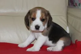 Beagle szczeniaczki ZKwP FCI po Championach